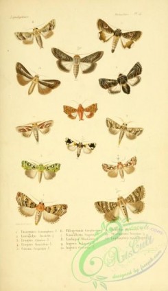 butterflies-13175 - 024