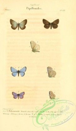 butterflies-13224 - 073