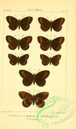 butterflies-13483 - 066