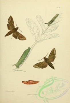 butterflies-13620 - 073
