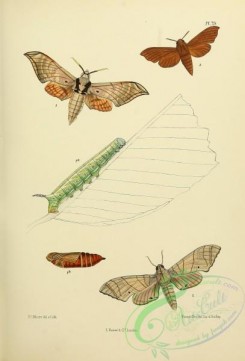 butterflies-13627 - 080