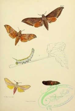 butterflies-13628 - 081