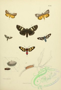 butterflies-13642 - 095