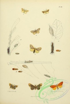 butterflies-13659 - 112