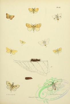 butterflies-13660 - 113