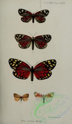 butterflies-14768 - 080