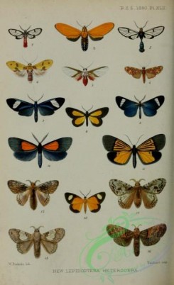 butterflies-14769 - 081