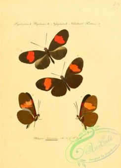 butterflies-15203 - 005