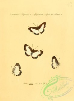 butterflies-15212 - 014