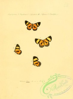 butterflies-15214 - 016