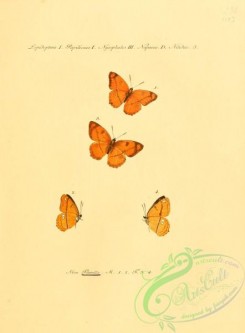 butterflies-15215 - 017