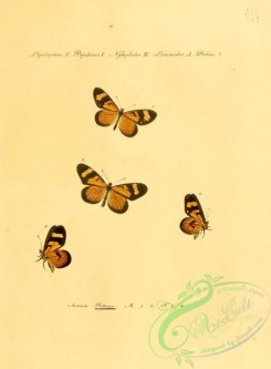 butterflies-15216 - 018