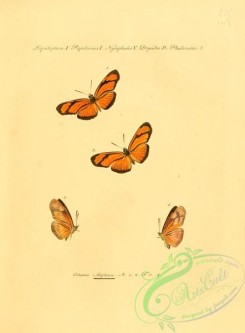 butterflies-15219 - 021