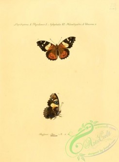 butterflies-15222 - 024