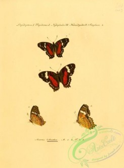 butterflies-15227 - 029