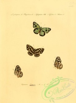 butterflies-15236 - 038