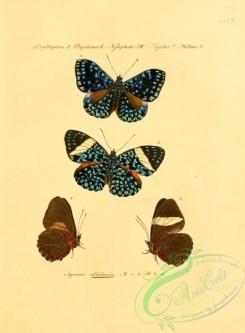 butterflies-15237 - 039