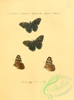 butterflies-15240 - 042