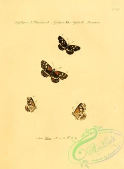 butterflies-15242 - 044