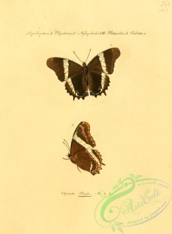 butterflies-15246 - 048