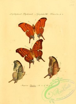 butterflies-15248 - 050