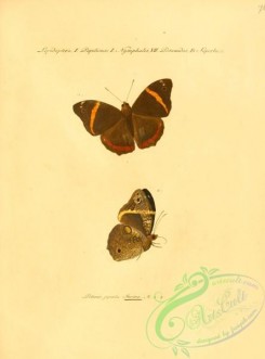 butterflies-15552 - 076