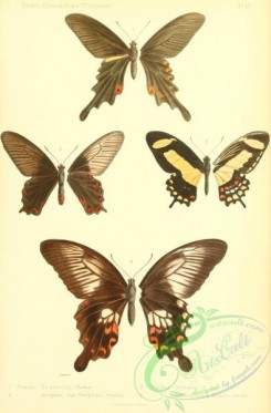 butterflies-15721 - 017