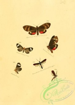 butterflies-16858 - 092