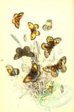 butterflies-17148 - 090