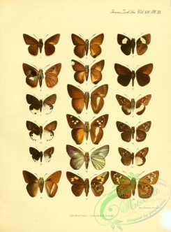 butterflies-17487 - 110