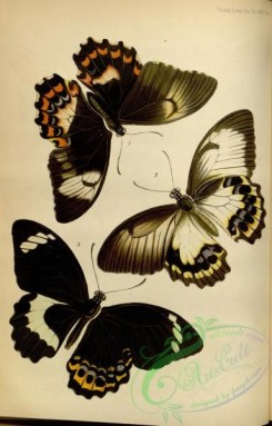 butterflies-17536 - 015