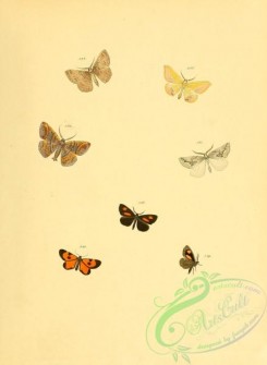 butterflies-17860 - 117