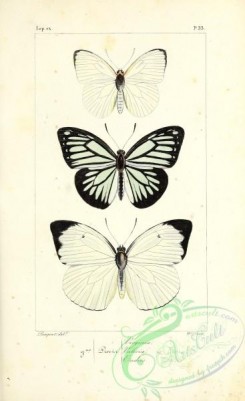 butterflies-18702 - 033