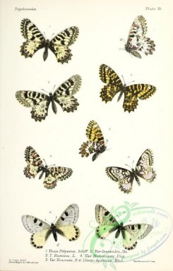 butterflies-19374 - 019