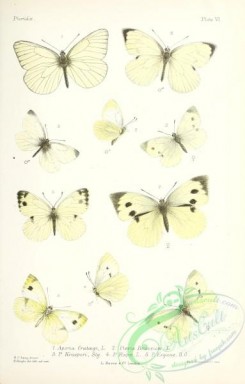 butterflies-19377 - 022