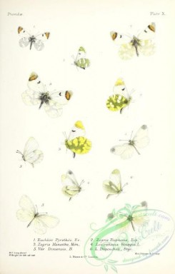 butterflies-19381 - 026