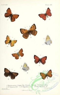 butterflies-19391 - 036