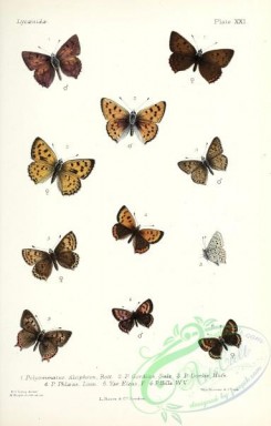 butterflies-19392 - 037