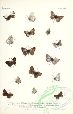 butterflies-19393 - 038
