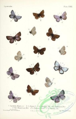 butterflies-19394 - 039