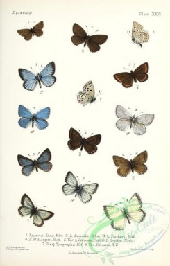 butterflies-19397 - 042