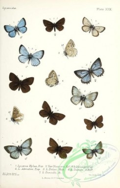 butterflies-19401 - 046