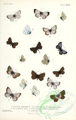butterflies-19402 - 047