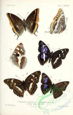 butterflies-19405 - 050