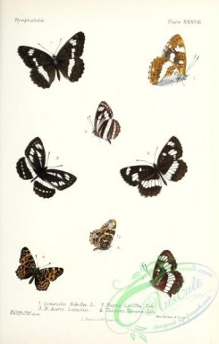 butterflies-19409 - 054