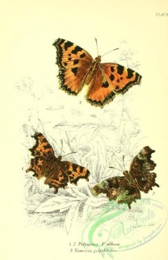 butterflies-20785 - 016