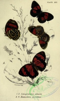 butterflies-20890 - 024