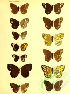 butterflies-22212 - 167