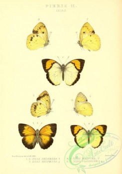 butterflies-22375 - 139