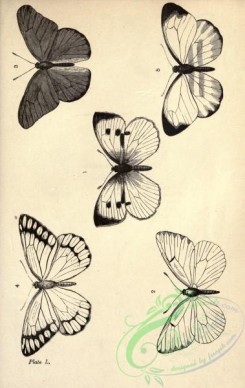 butterflies_bw-00198 - black-and-white 050-pieris, tacbyris, delias, perrhybris
